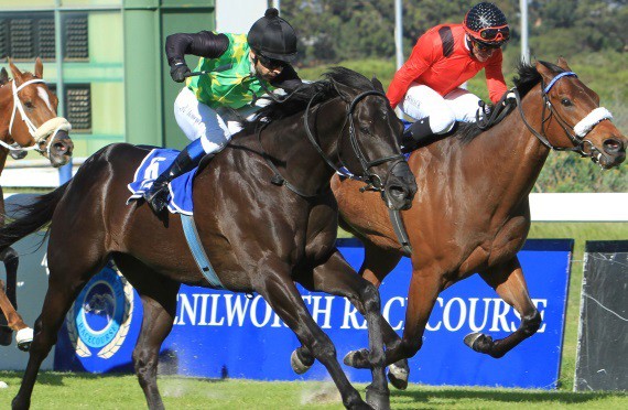 Daring Dave chases Tevez home in the Gr2 Cape Merchants in November