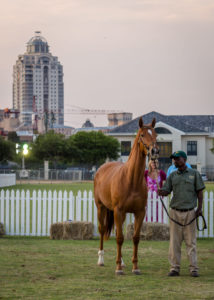 Inanda sales grounds, 2014 CTS Johannesburg Ready To Run Sale