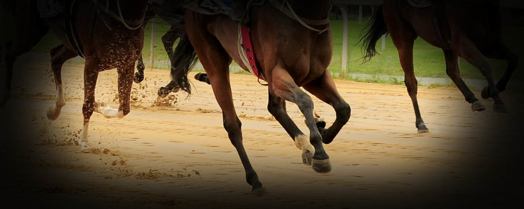 Running horse legs
