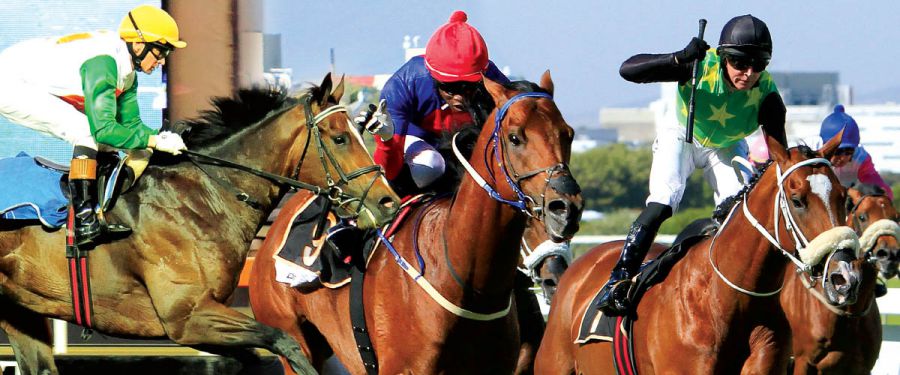 Cape Guineas 2014