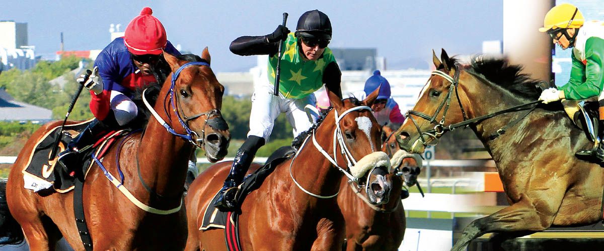 Cape Guineas 2014