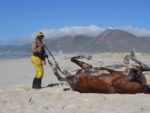 Richard Fourie and Legislate on the beach