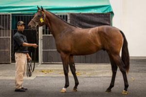 2015 CTS CPYS Lot 135 - Unnamed (Western Winter-Field Flower)