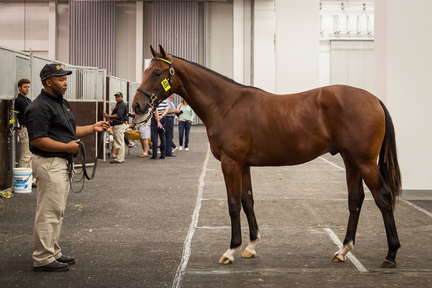 2015 CTS CPYS Lot 48 - Standpoint (Dynasty-Shina)