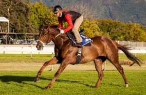 2015 J&B Met Gallops - Astro News