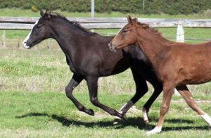 Leader of the pack as a weanling