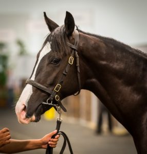 2015 CTS CPYS Lot 123 - Moonrise Sensation (Var-Earn A Moon)