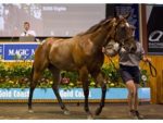 Magic Millions Lot 566 (Fastnet Rock - Response)