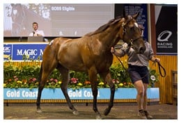 Magic Millions Lot 566 (Fastnet Rock - Response)