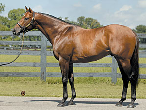Wildcat Heir