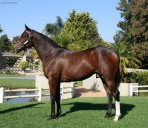 Roy's Goddess as a yearling
