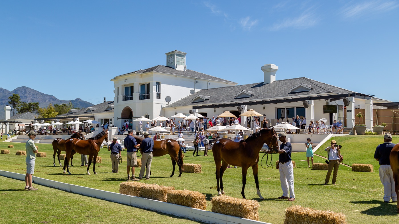 2015 BSA Val de Vie Yearling Sale (photo: hamishNIVENPhotography)