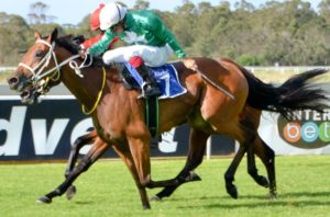 Arabica  - Sham filly is a nominee