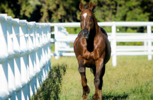 Horse Chestnut at Drakenstein Stud Farm