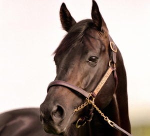 Octagonal (Zabeel-Eight Carat)