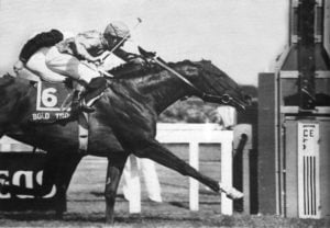 1979 Cape Guineas