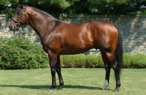 Fusaichi Pegasus (Mr Prospector - Angel Fever)