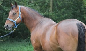 Al Miqdaam (Danehill - St Clemens Belle)
