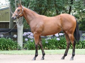 Top lot, the Snitzel filly went to Brett Crawford