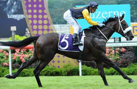 Pat Shaw looks to have the strongest chance with QUECHUA. (Pic by Singapore Turf Club)