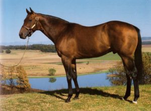 Rocky Marriage (Riva Ridge-Exciting Devorcee)