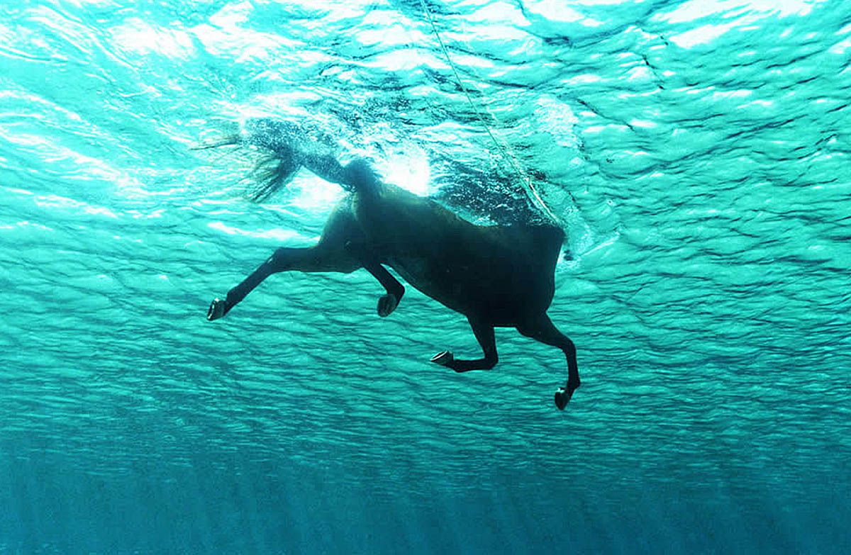 Horse swimming in the ocean