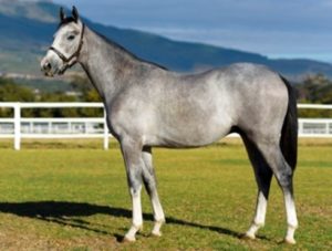 The Drakenstein Tapit colt (#207) being offered today