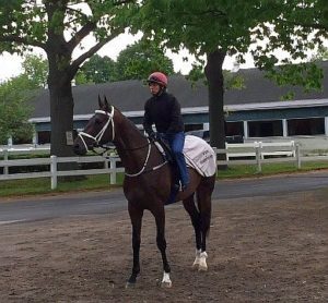 Mubtaahij in his new surroundings at Belmont Park, New York