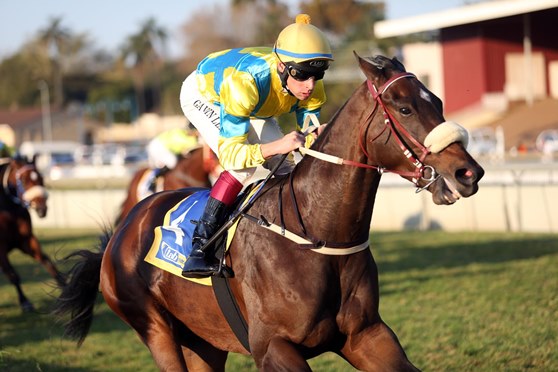 Saratoga Dancer wins KZN Winter Challenge