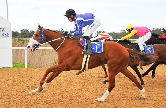 2014/15 Polytrack Horse Of The Year Gogetthesheriff