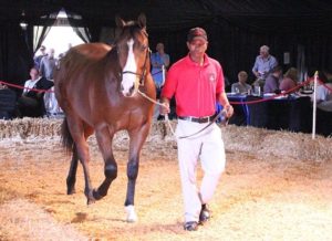 IMG_5914-Lot216-Candiese-Marnewick