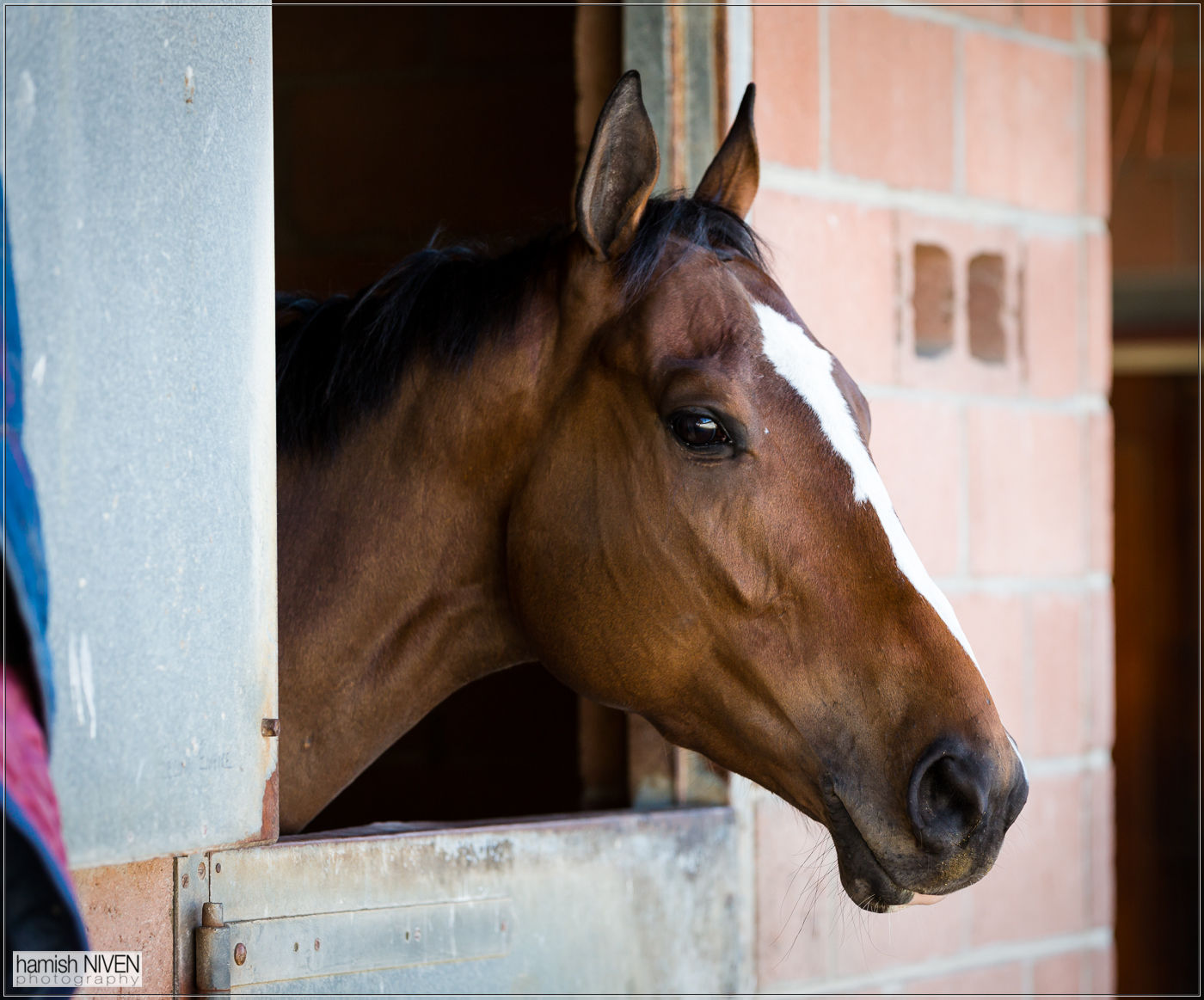 Horse in a stable