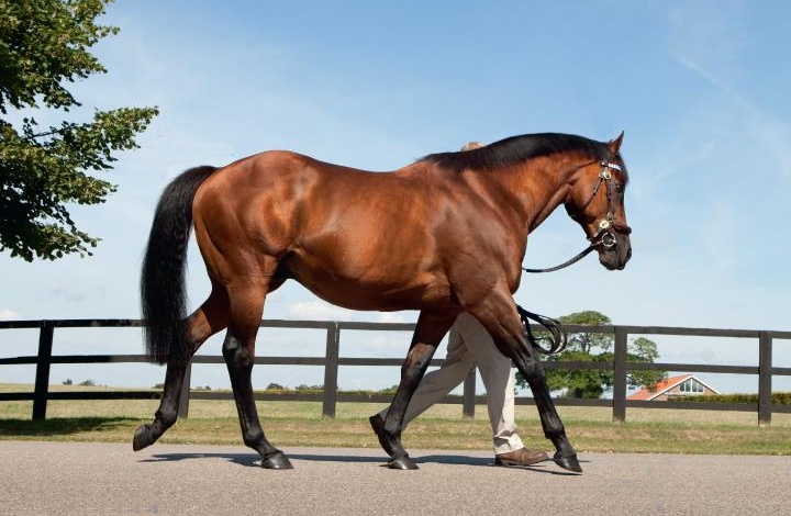 Dubawi (Dubai Millennium - Zomaradah)