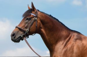 Dubawi (Dubai Millennium - Zomaradah)