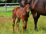 Dynasty filly x Right And Ready, at Highlands