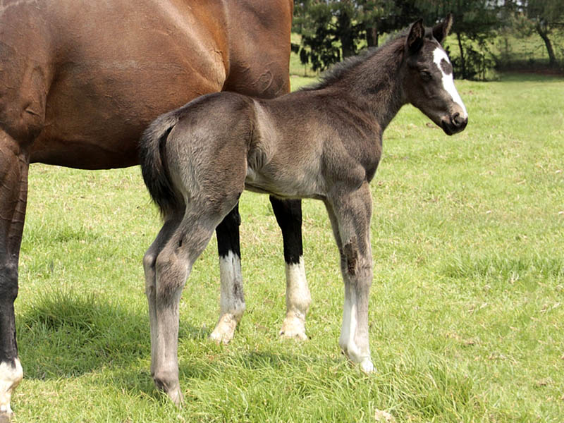 Glittering Temple (Windrush) colt by Eightfold Path at Rathmor Stud - October 2015