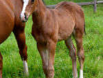 Jackson colt x Silver Olive Grove, at Highlands