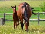 Jackson filly x Empress Award, at Highlands