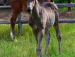Jackson filly x Vale, at Highlands