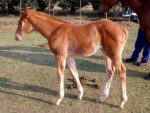King's Apostle filly x Reigning Queen by King Of Kings - at Spring Valley Sept 15