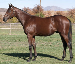 Legislate as a yearling (pic:  TBA)