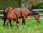 Pathfork colt x Sophisticated Suzy, at Highlands
