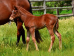 Philanthropist filly x Nemesia, at Highlands