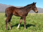 Pomodoro colt x Break The Branch bred by Boland Stud
