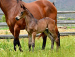 Potala Palace colt x Impressef, at Highlands