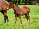 Potala Palace colt x Minski, at Highlands
