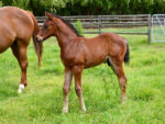 Potala Palace colt x Soulja Gal, at Highlands