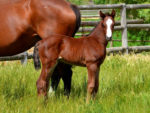 Potala Palace filly x Anna Batista, at Highlands