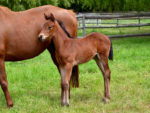 Potala Palace filly x Stargazer Pink, at Highlands