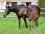 Potala Palace filly x Wine Dark Sea, at Highlands